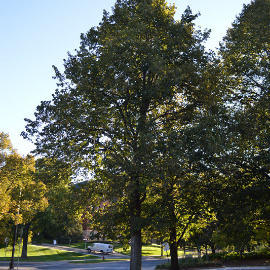 American Basswood