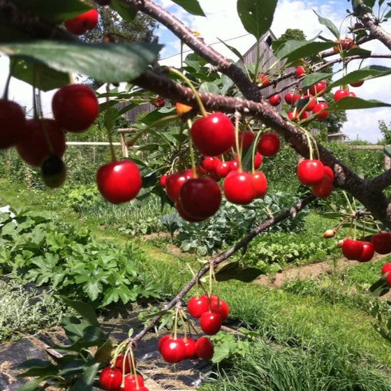 Cereza Mesabi