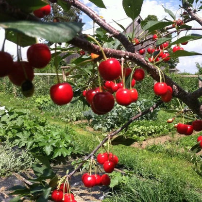Cereza Mesabi