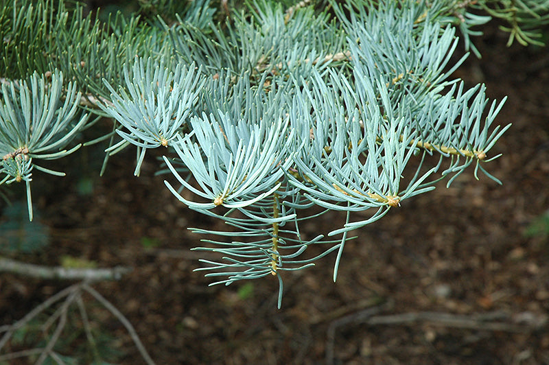 Concolor Fir