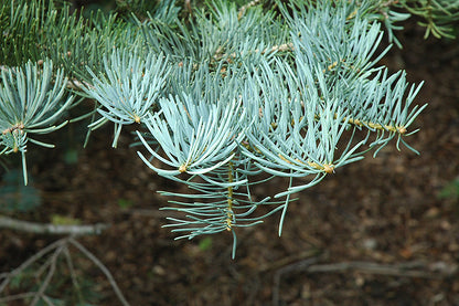 Concolor Fir