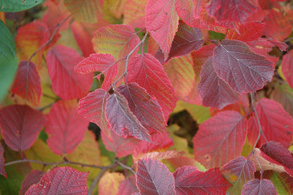 American Hazelnut (3 shrubs)