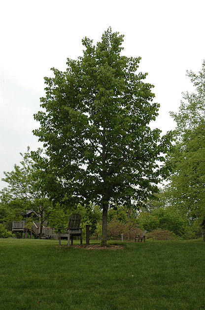 Frontyard Linden