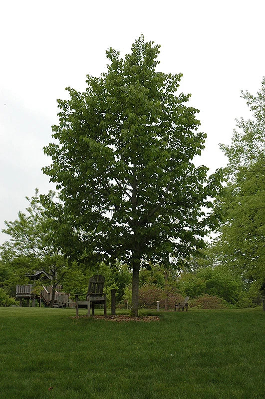 Frontyard Linden