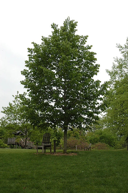 Frontyard Linden