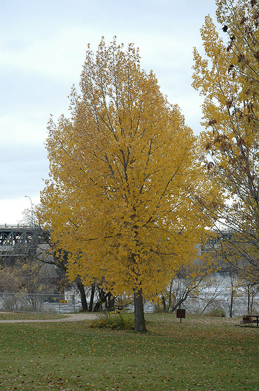 Álamo de Siouxland