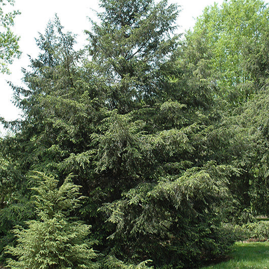 Hemlock Bari