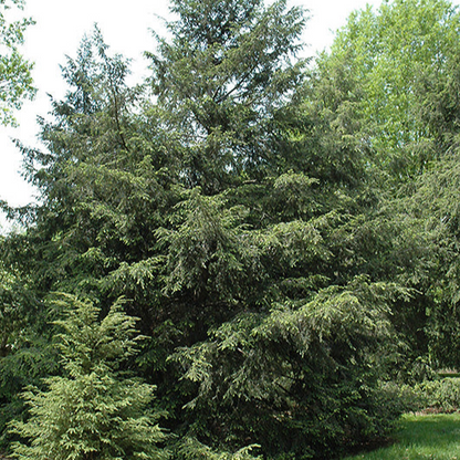 Hemlock Bari