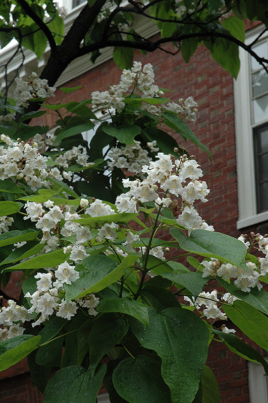 Catalpa del Norte