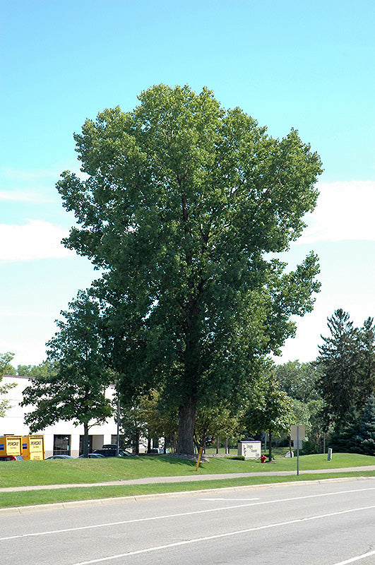 Siouxland Poplar