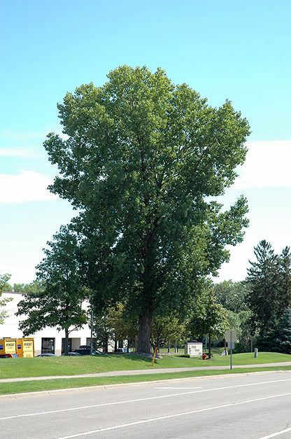 Siouxland Poplar