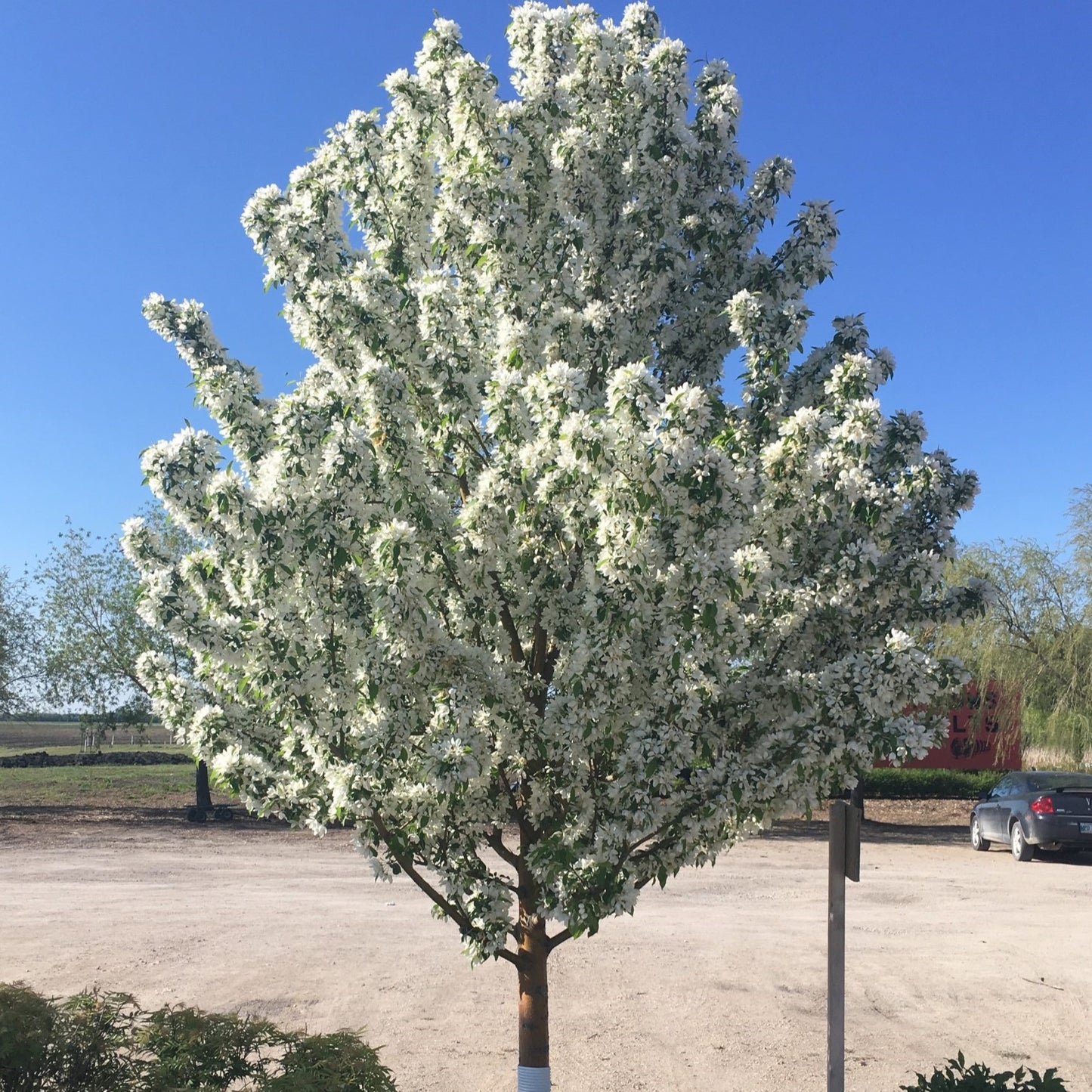 Guga Barafka Crabapple