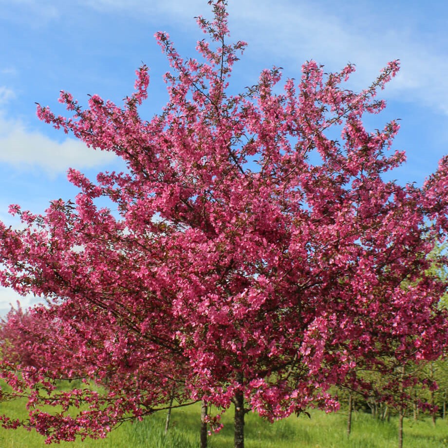 Prairifire Crabapple