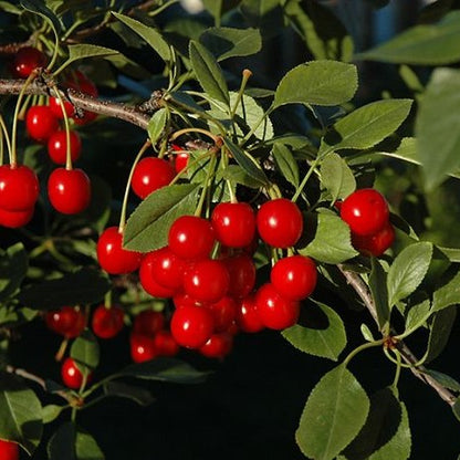 Evans Bali Cherry