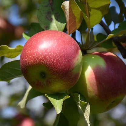 KinderKrisp Apple