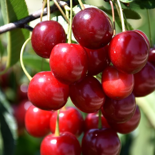 Sweet Cherry Pie Cherry