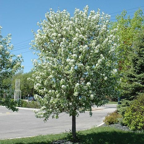 Guga Barafka Crabapple