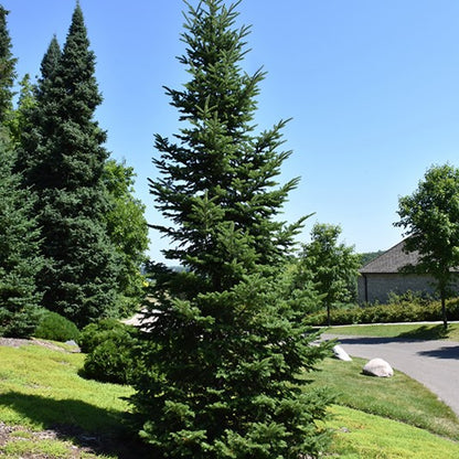 Canaan Fir