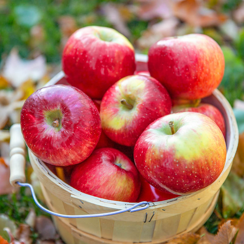 Guul Apple