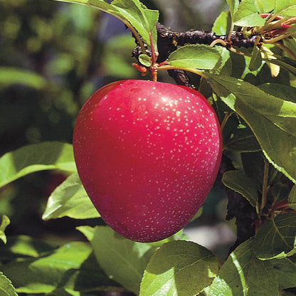 Plum sare