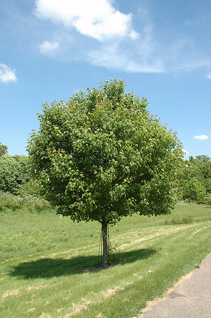 Northwood Red Maple