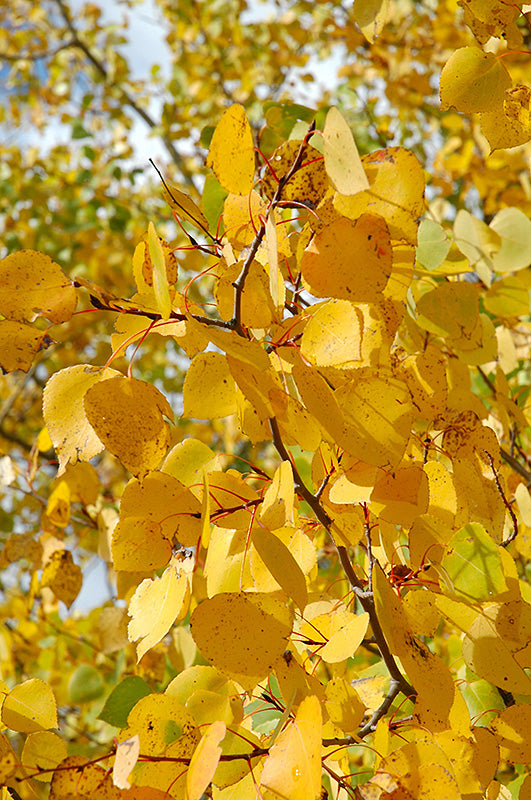 Prairie Gold Aspen