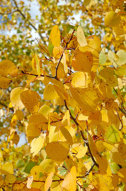 Prairie Gold Aspen