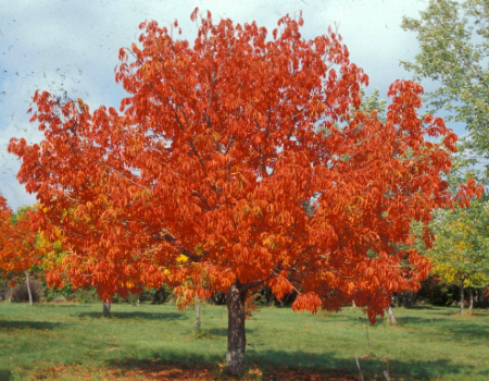 Esplendor otoñal Buckeye