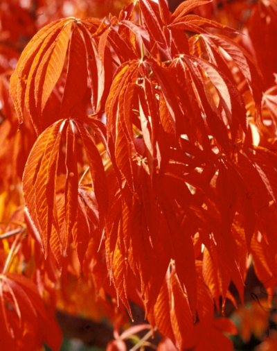 Prairie Torch Buckeye
