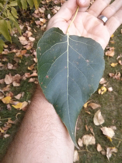 Balsam Poplar