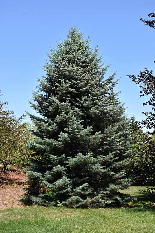Concolor Fir