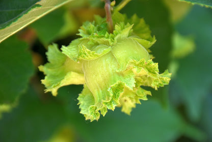 American Hazelnut (3 shrubs)