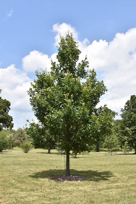 Heritage Oak