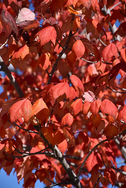 Northwood Red Maple