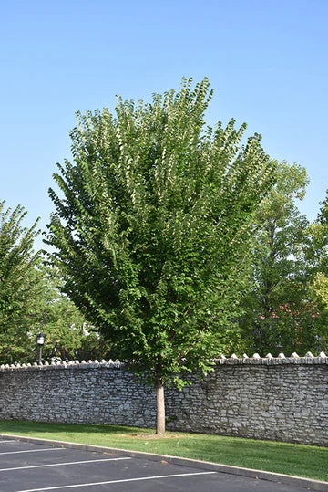Olmo de Princeton