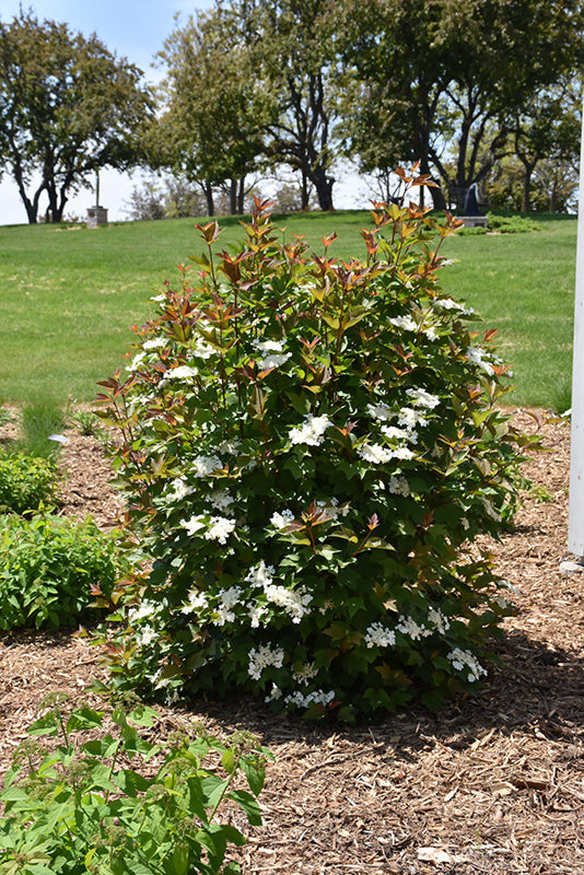 Redwing Cranberrybush (3 shrubs)