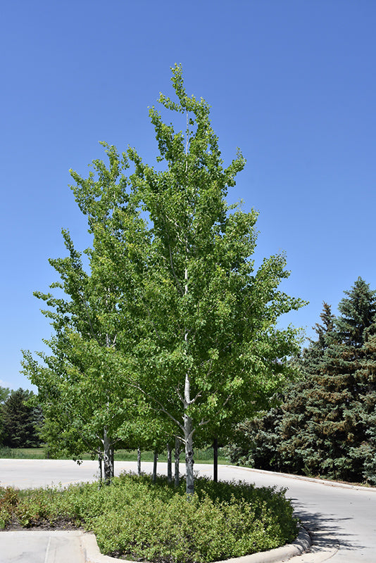 Prairie Gold Aspen