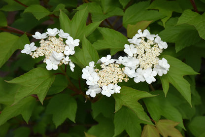 Redwing Cranberrybush (3 shrubs)