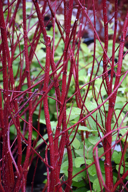 Red-Twig Dogwood (3 shrubs)
