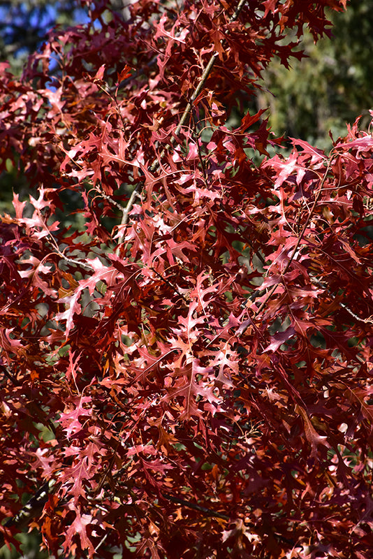 Roble alfiler del norte