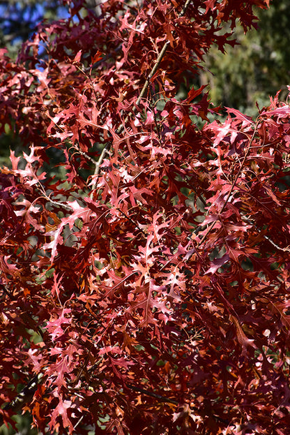 Roble alfiler del norte