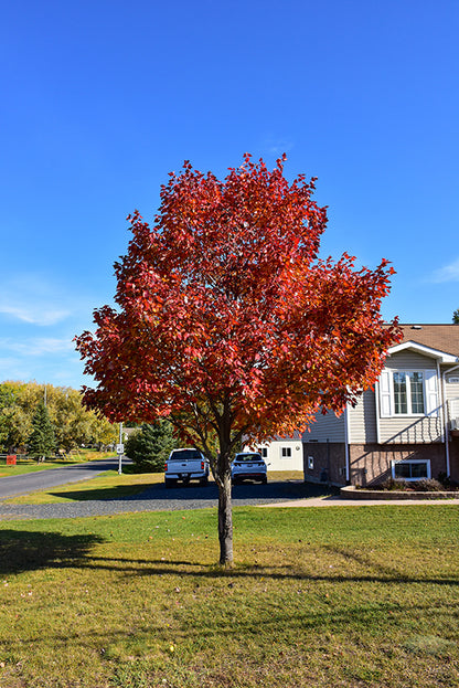 Northwood Red Maple