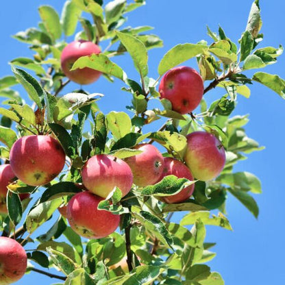 McIntosh Apple