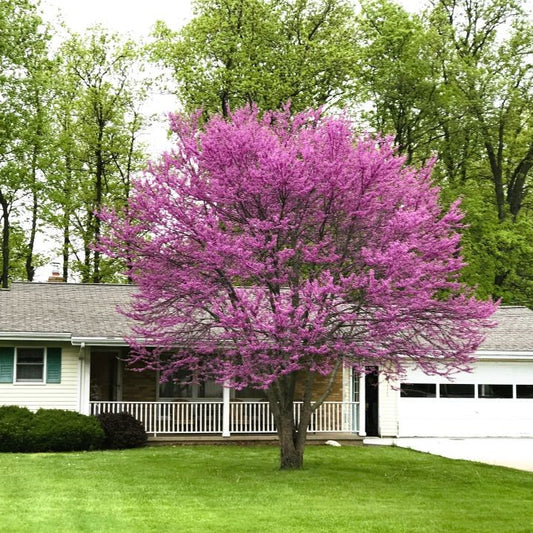 Redbud (cepa de Minnesota)
