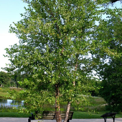 Birch webiga (qaabka jirida badan)