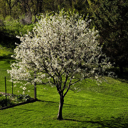 North Star Cherry