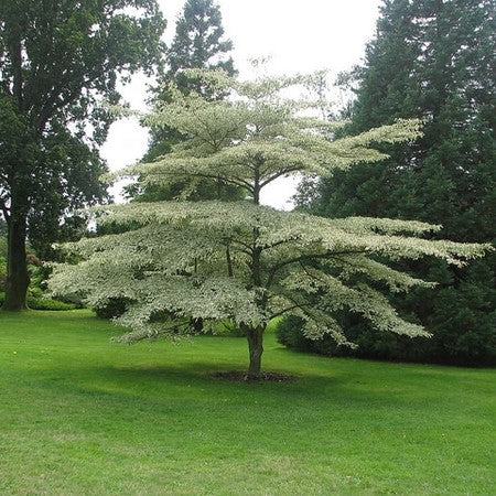 Pagoda Dogwood