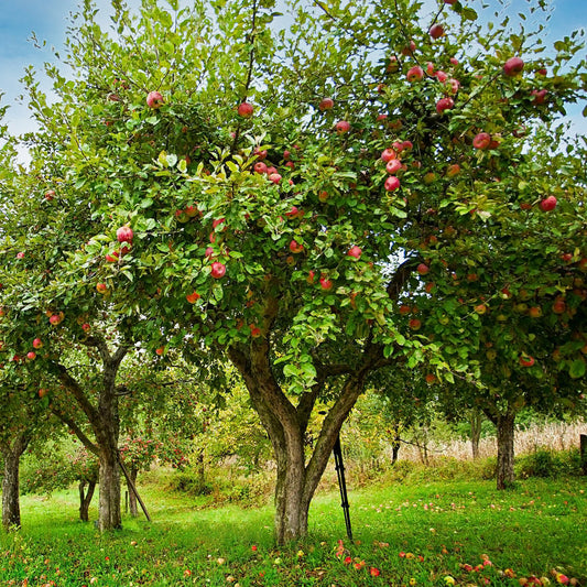Tufaaxa Honeycrisp