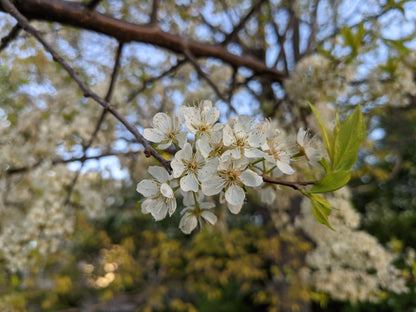 Plum Ameerika