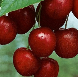 Cereza Mesabi